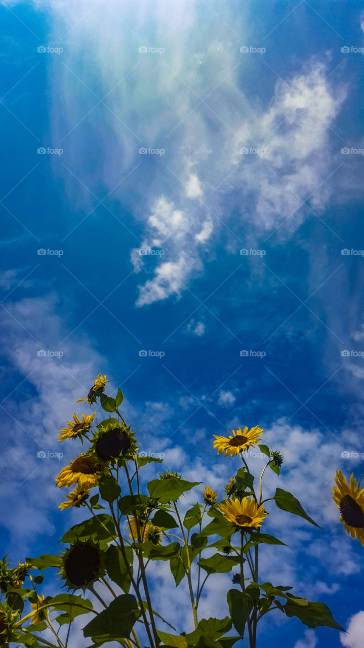 sunflowers against the sky