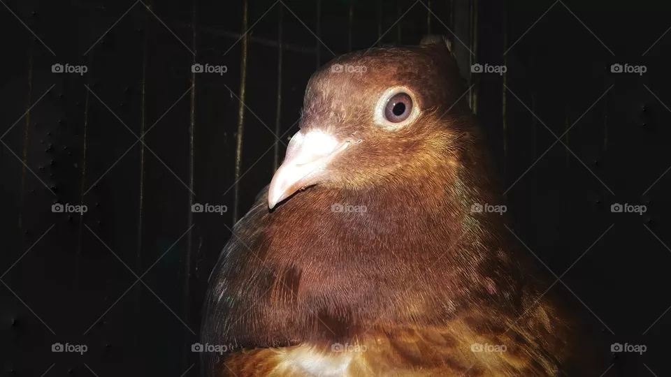 A Beautiful Pigeon Bird