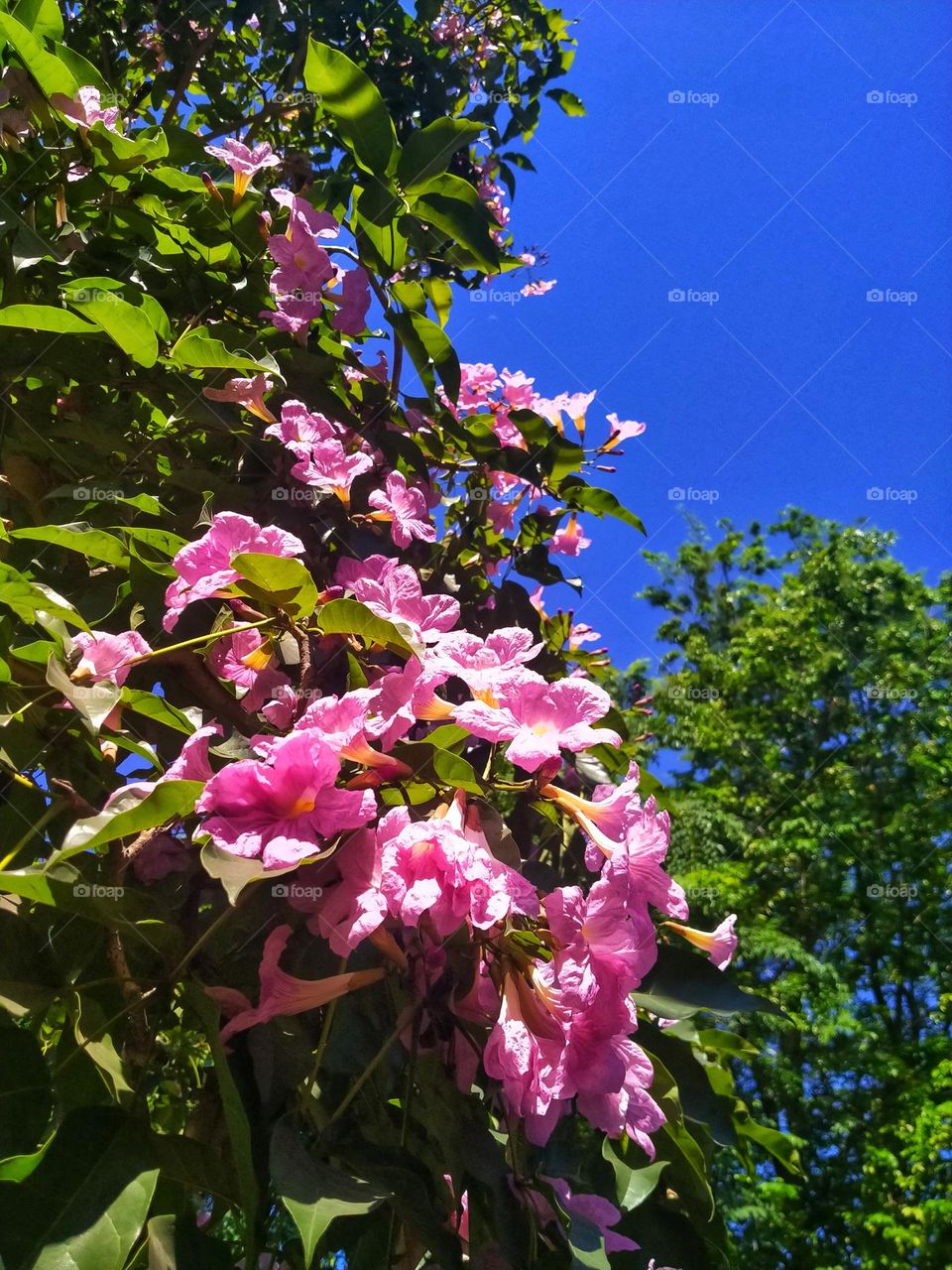 tabebuia