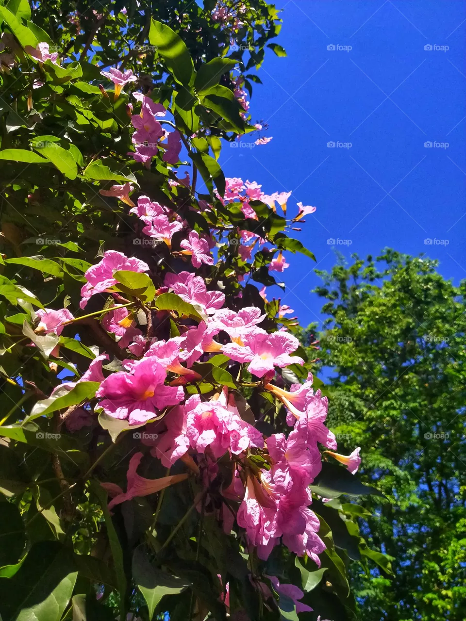 tabebuia