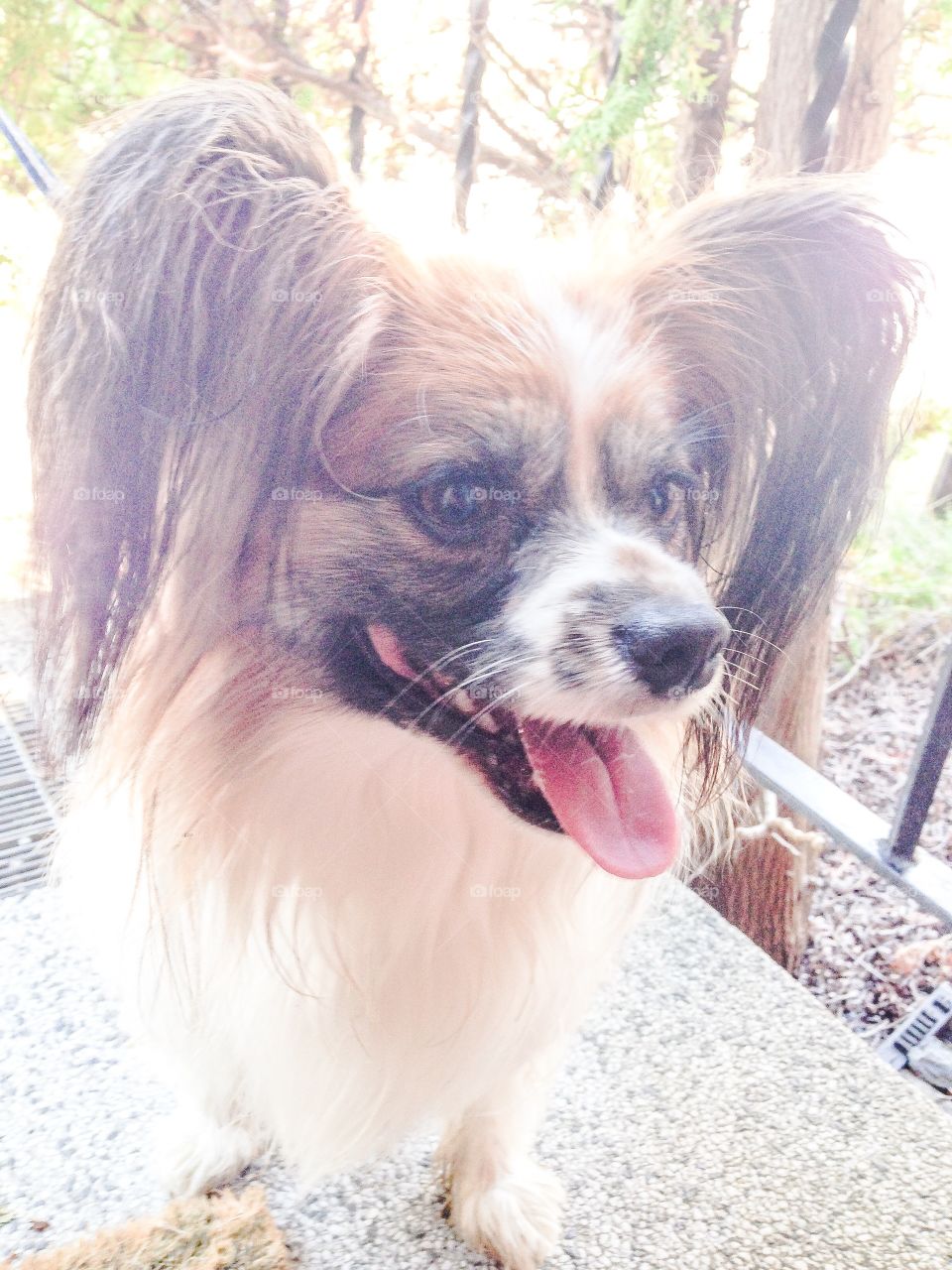 happy papillon dog