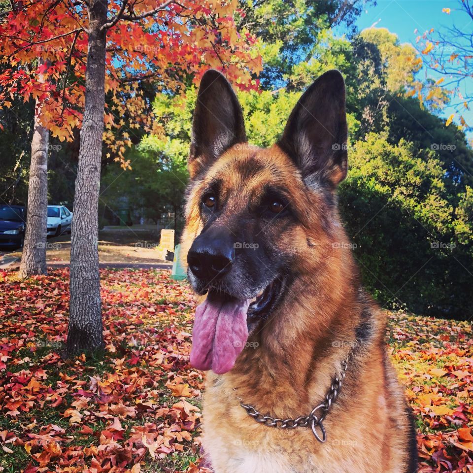 German Shepherd looking at the camera alert face 