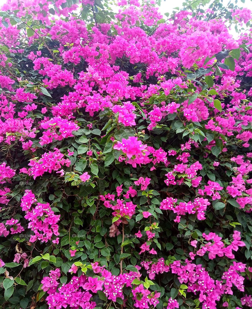 beautiful pink 💕 bougainvillea flowers in our garden