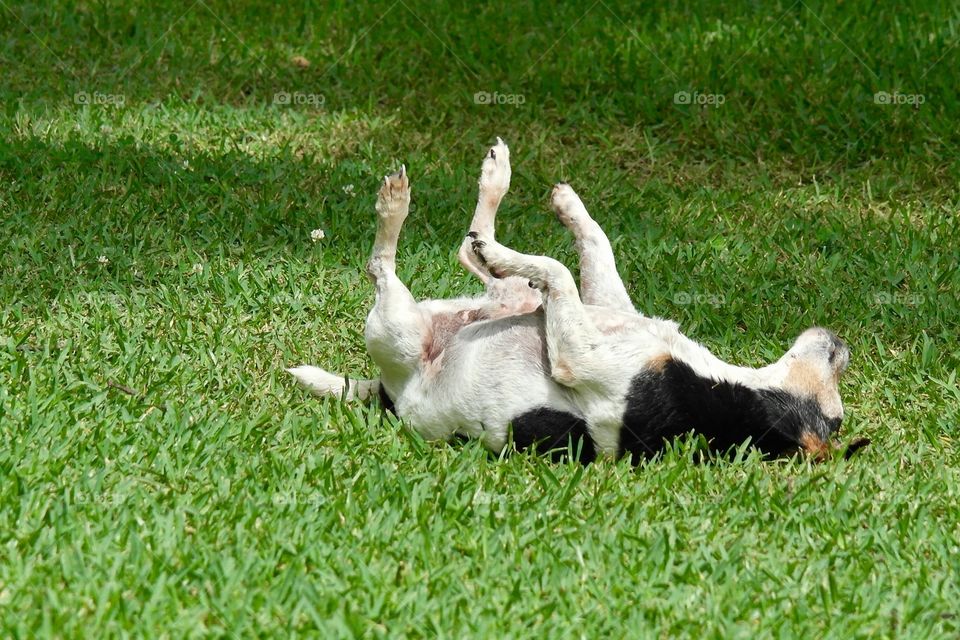 Jack Russell dog rolling on the grass