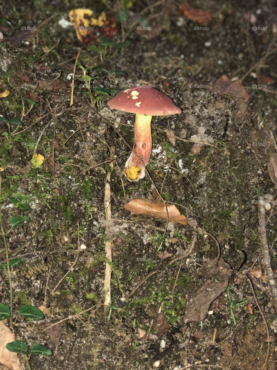 Wild red mushroom 