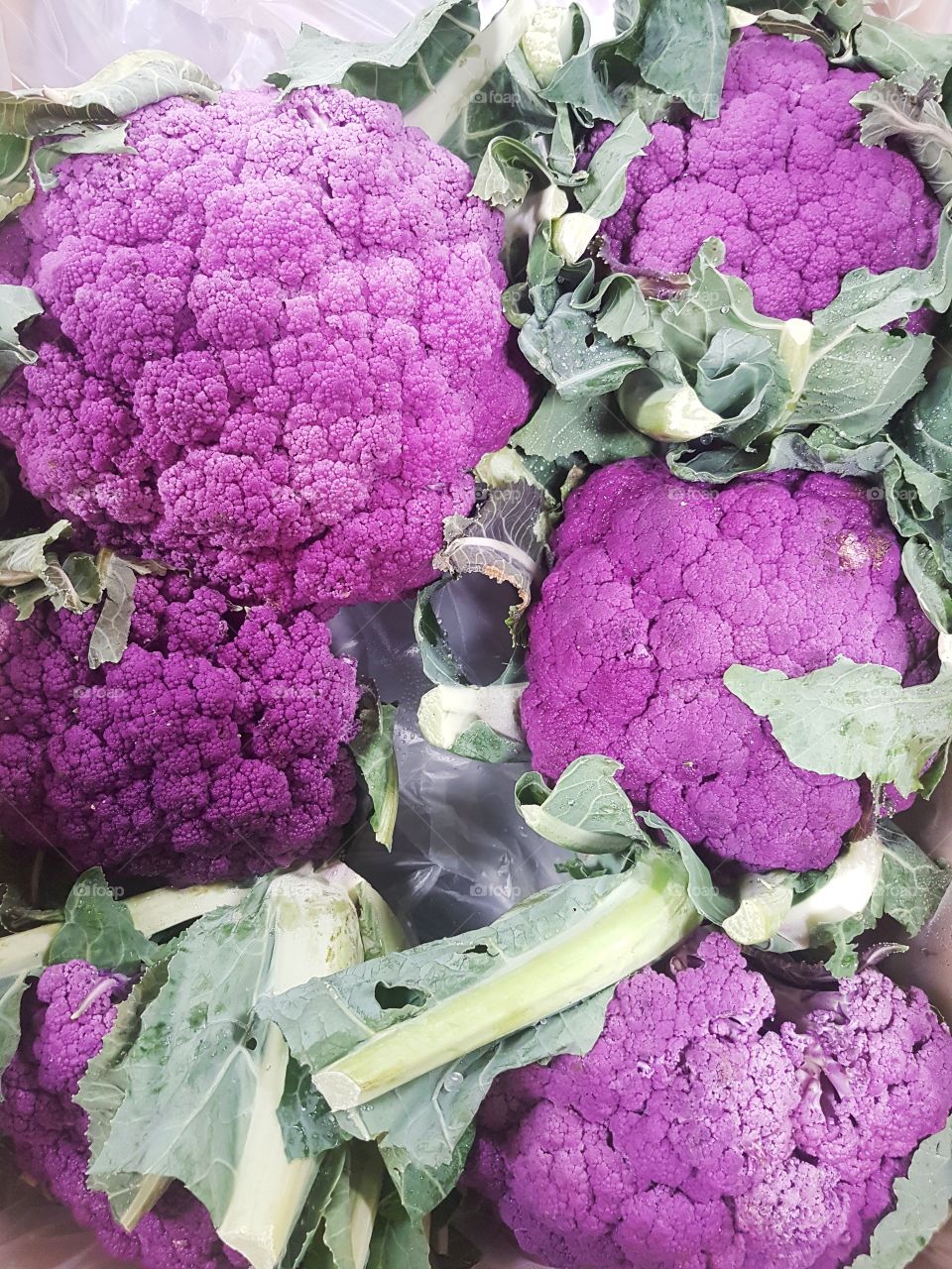 Fresh purple cabbages vegetables