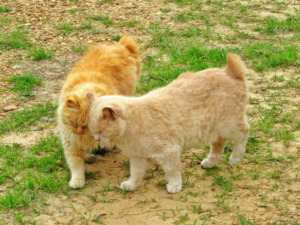 two orange tabby American bobtail manx cats loving each other