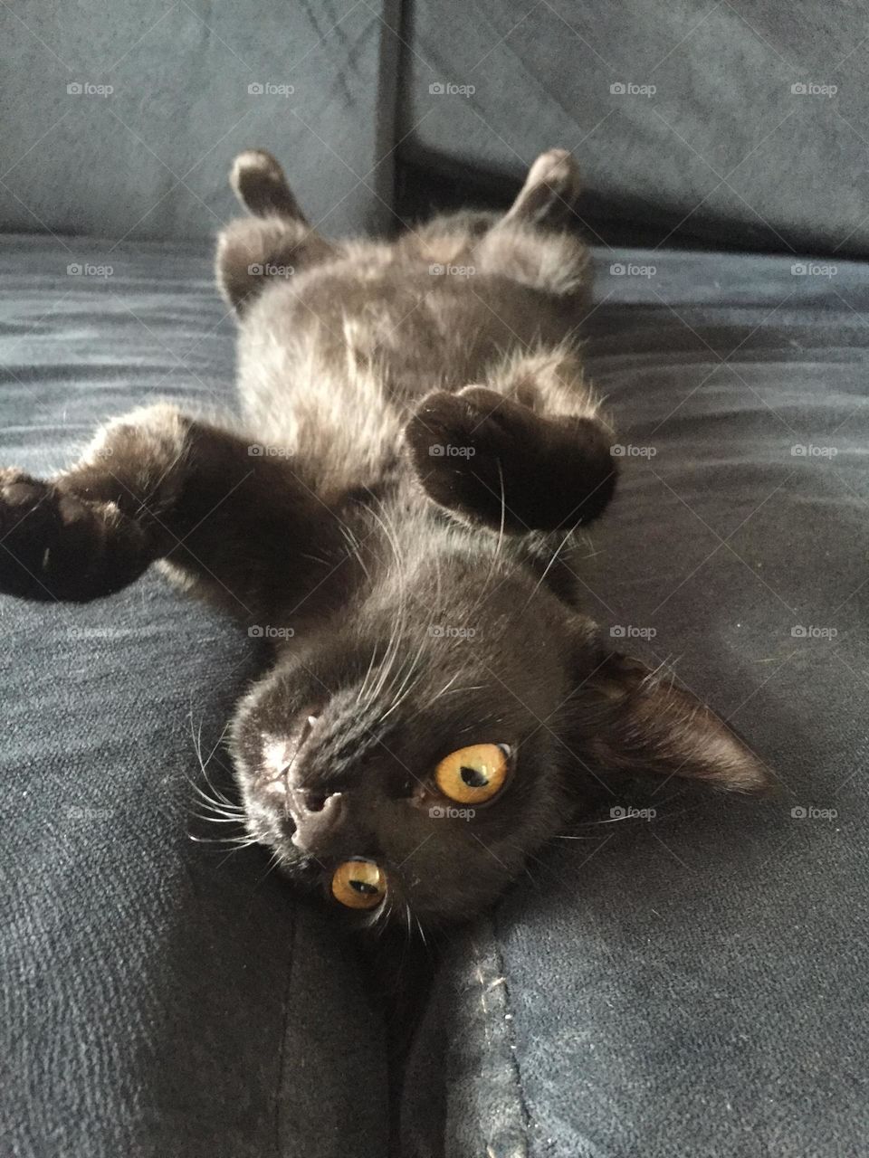 Meu gato