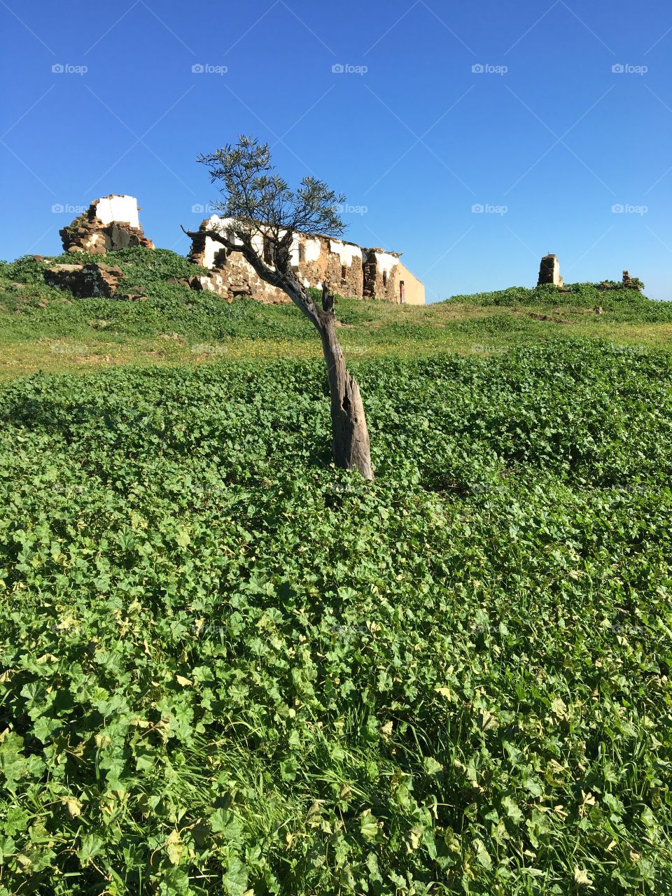 Old Oliver tree in green landscape 