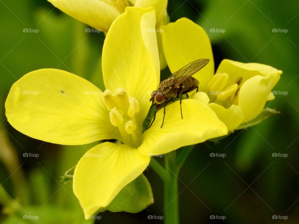 Flower of arugula