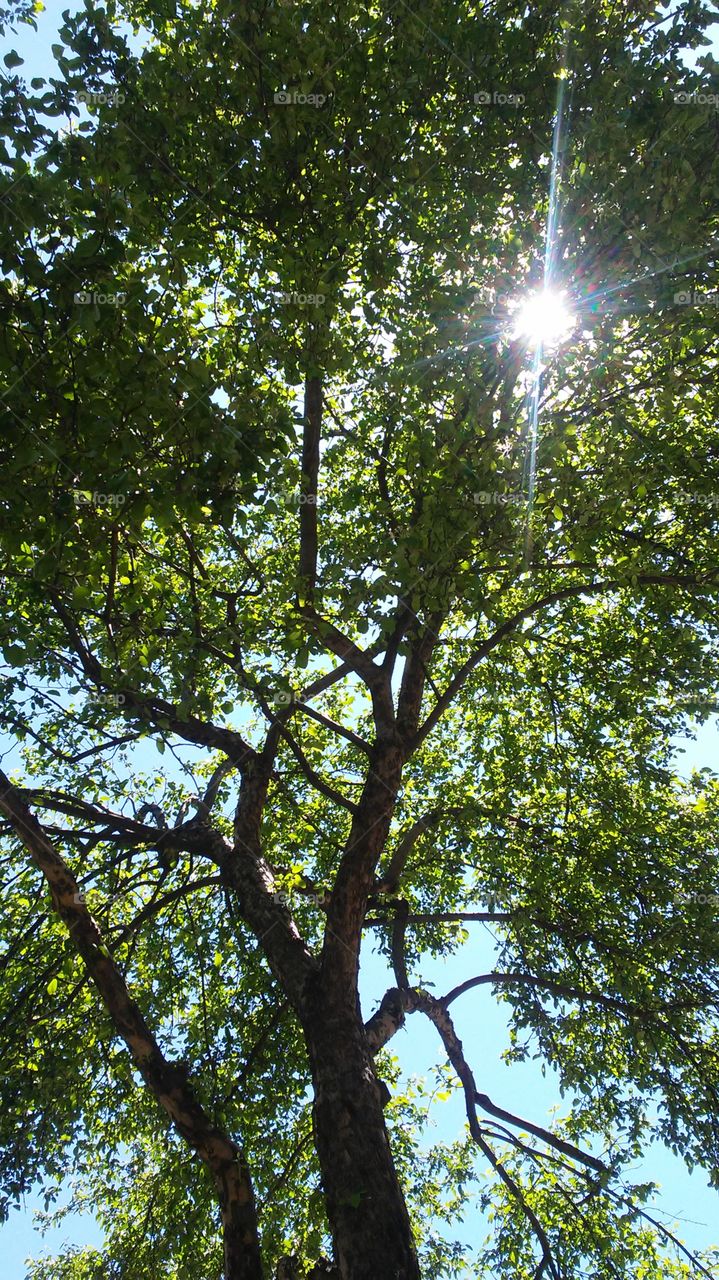 sky. trees. leaves
 spring.