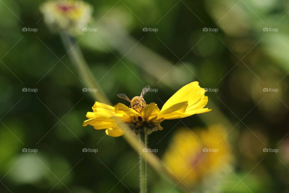 Bee a top a flower along path 
