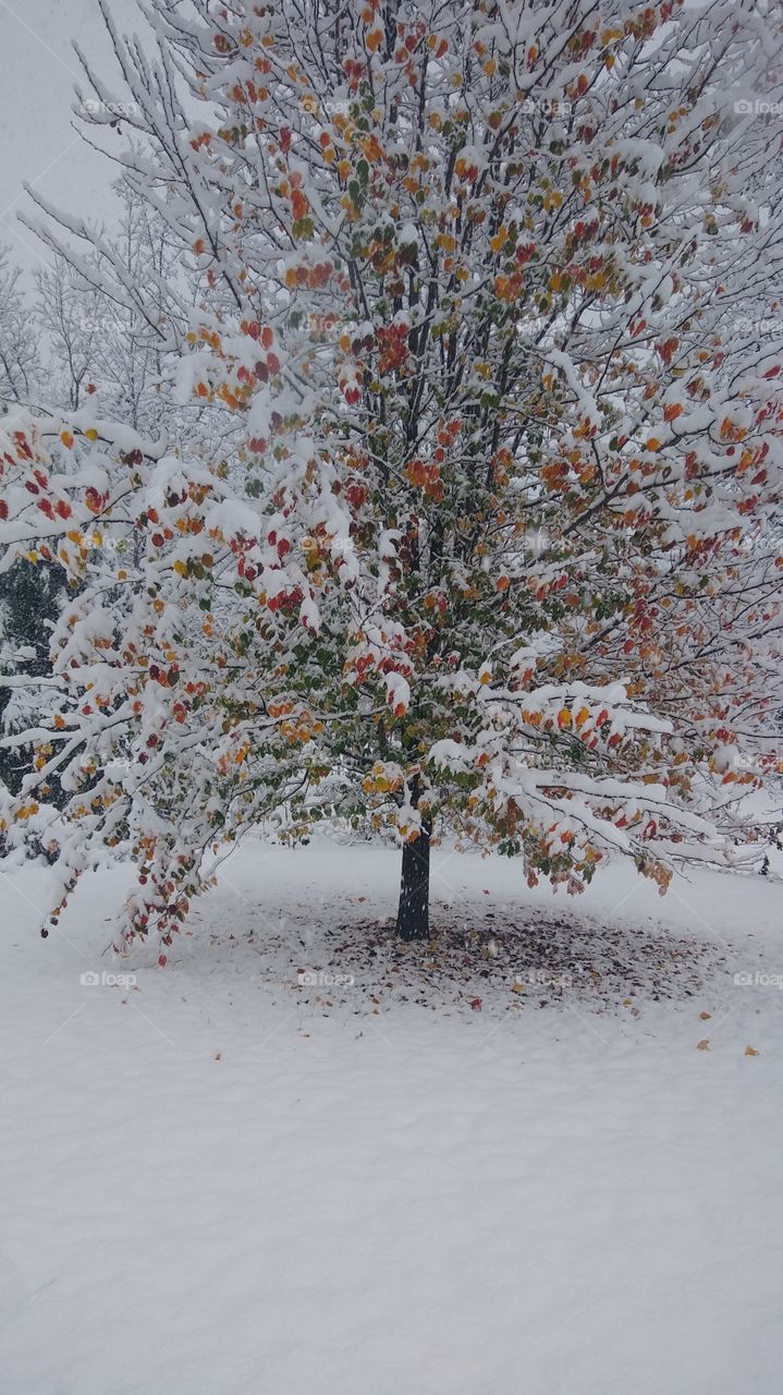 bradford pear tree fall leaves in snow