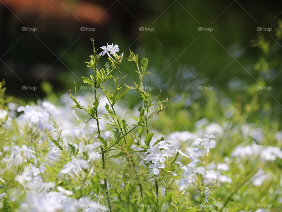 white flowers