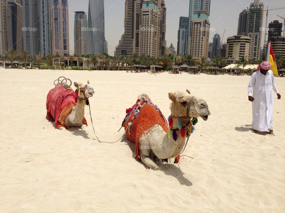 Beach camels