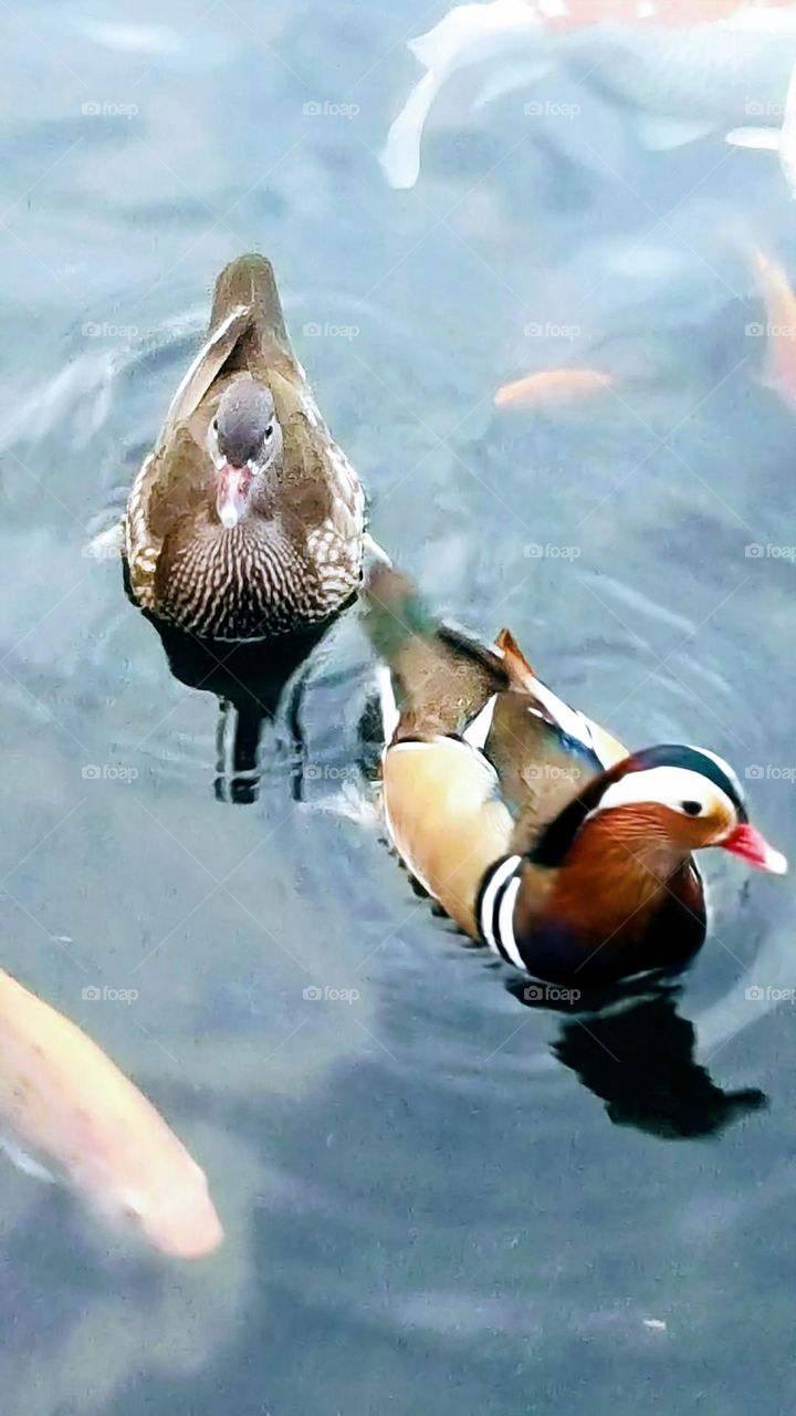 Mandarin ducks playing in the water and ripples
