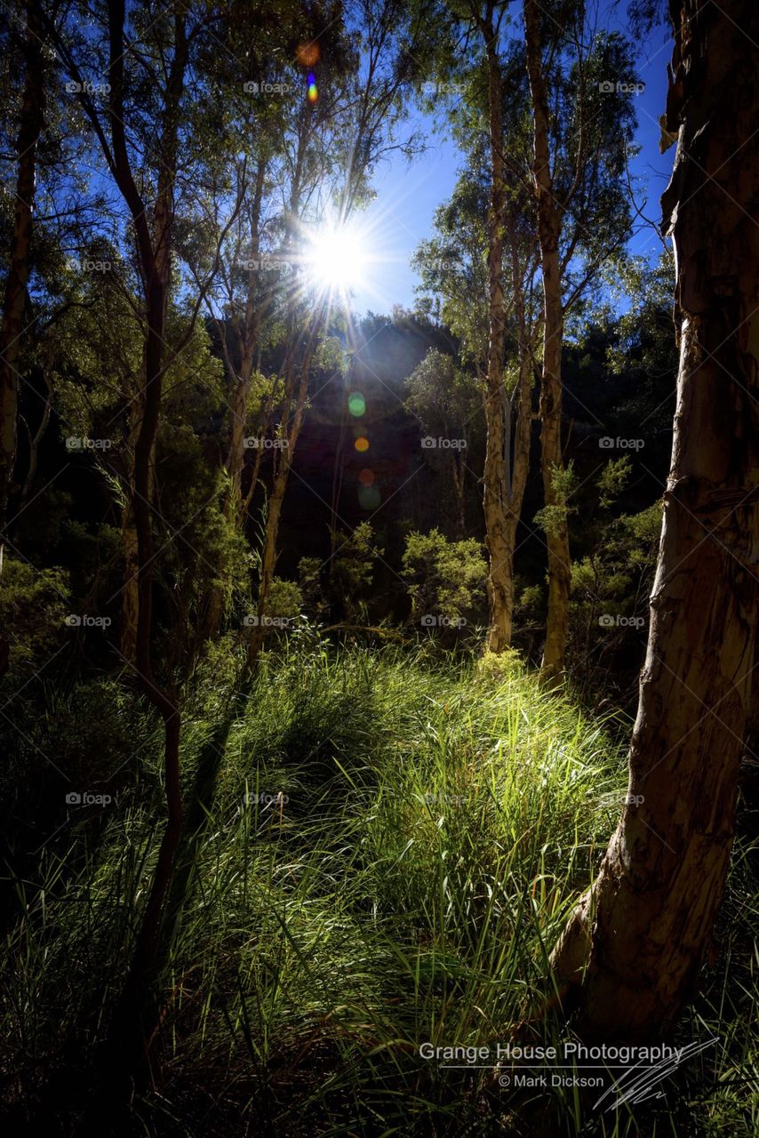 Wood, Nature, Dawn, No Person, Tree