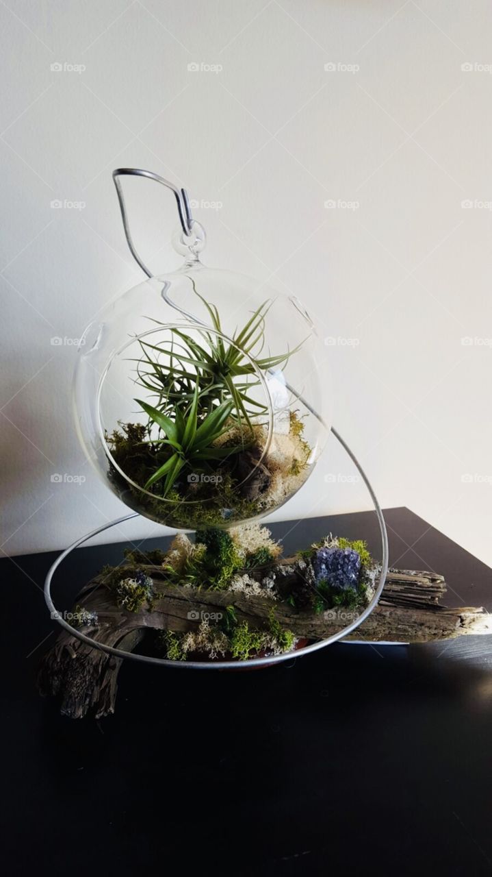 Decorating with plants 