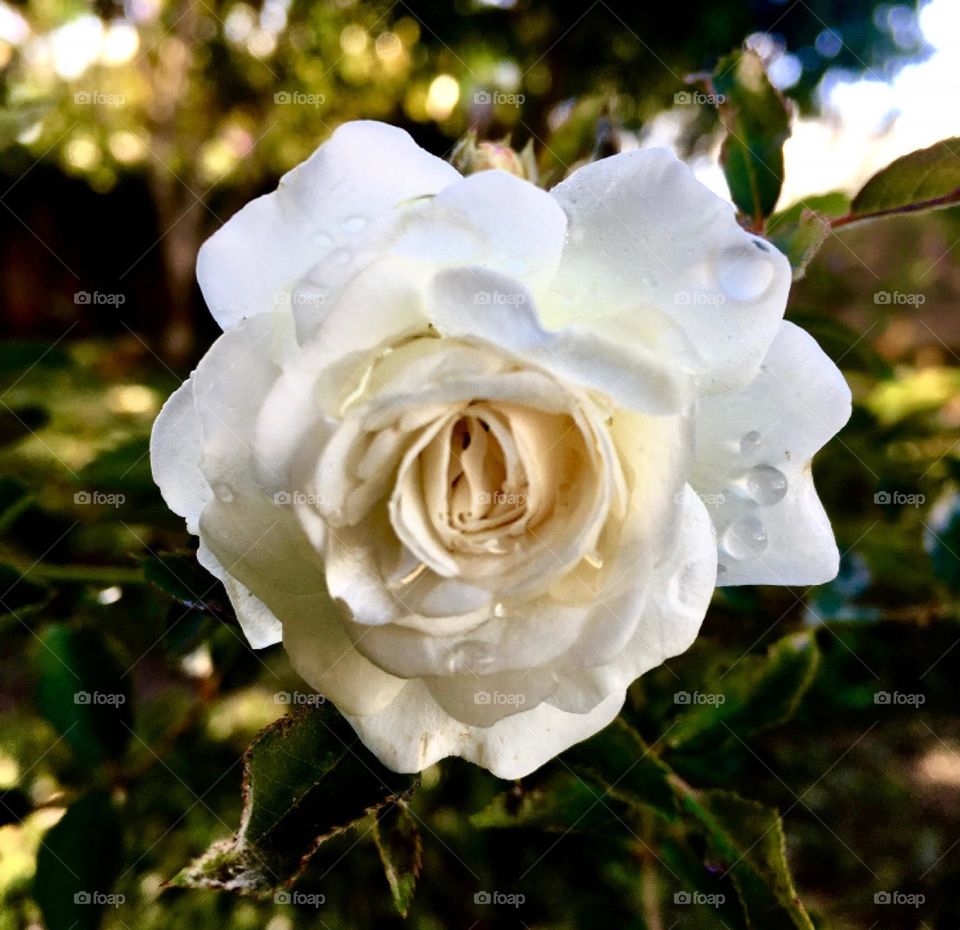 🌹 🇺🇸 Very beautiful flowers to brighten our day.  Live nature and its beauty. Did you like the delicate petals? / 🇧🇷 Flores muito bonitas para alegrar nosso dia. Viva a natureza e sua beleza. Gostaram das pétalas delicadas? 
