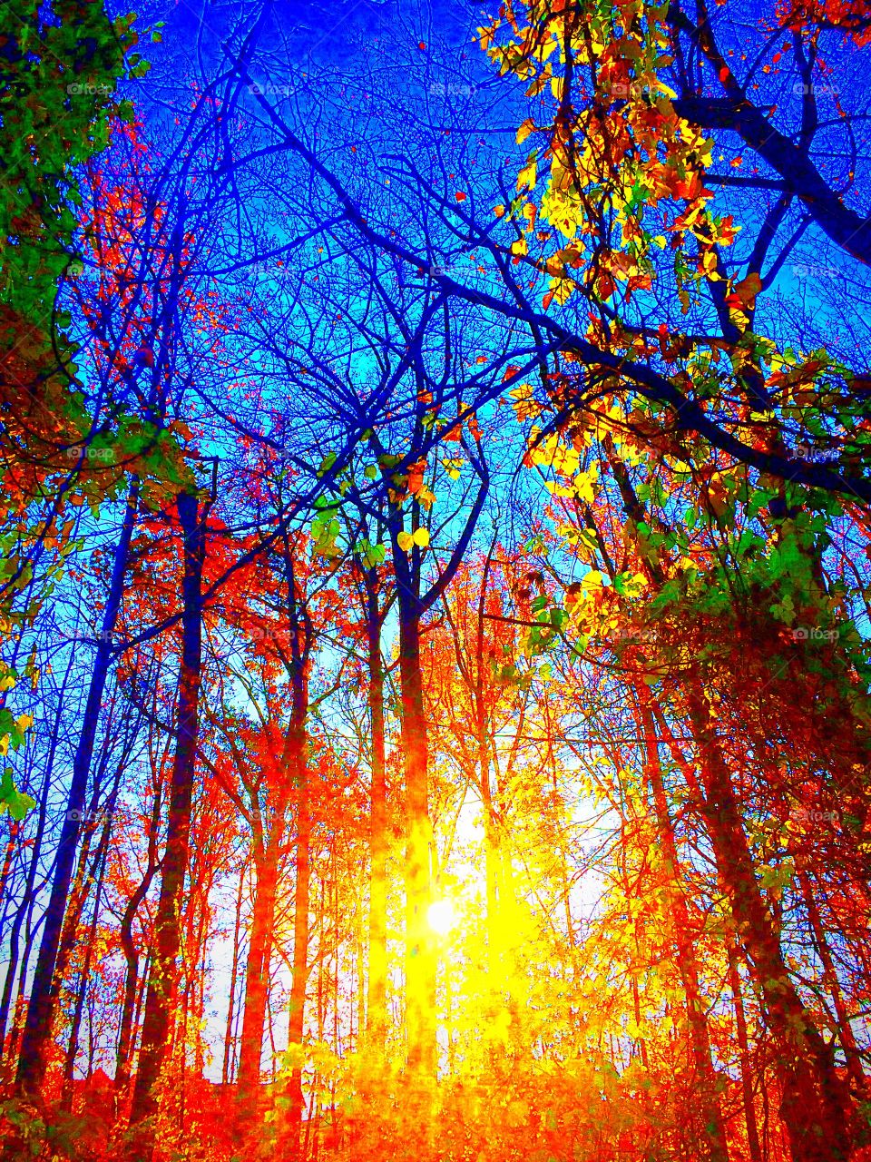 Autumn trees in forest