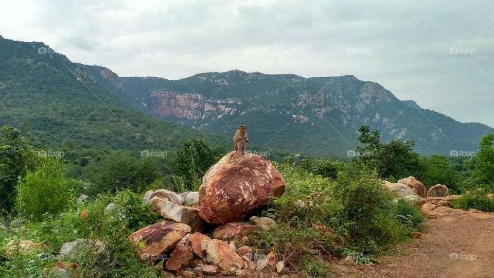While I was traveling over the mountains. I saw this little munchkin who's sitting on the rock and staring us. I captured this cute moment and whenever I see this I cherish a lot!!