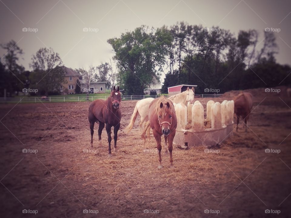 Animals. Horses on the Farm