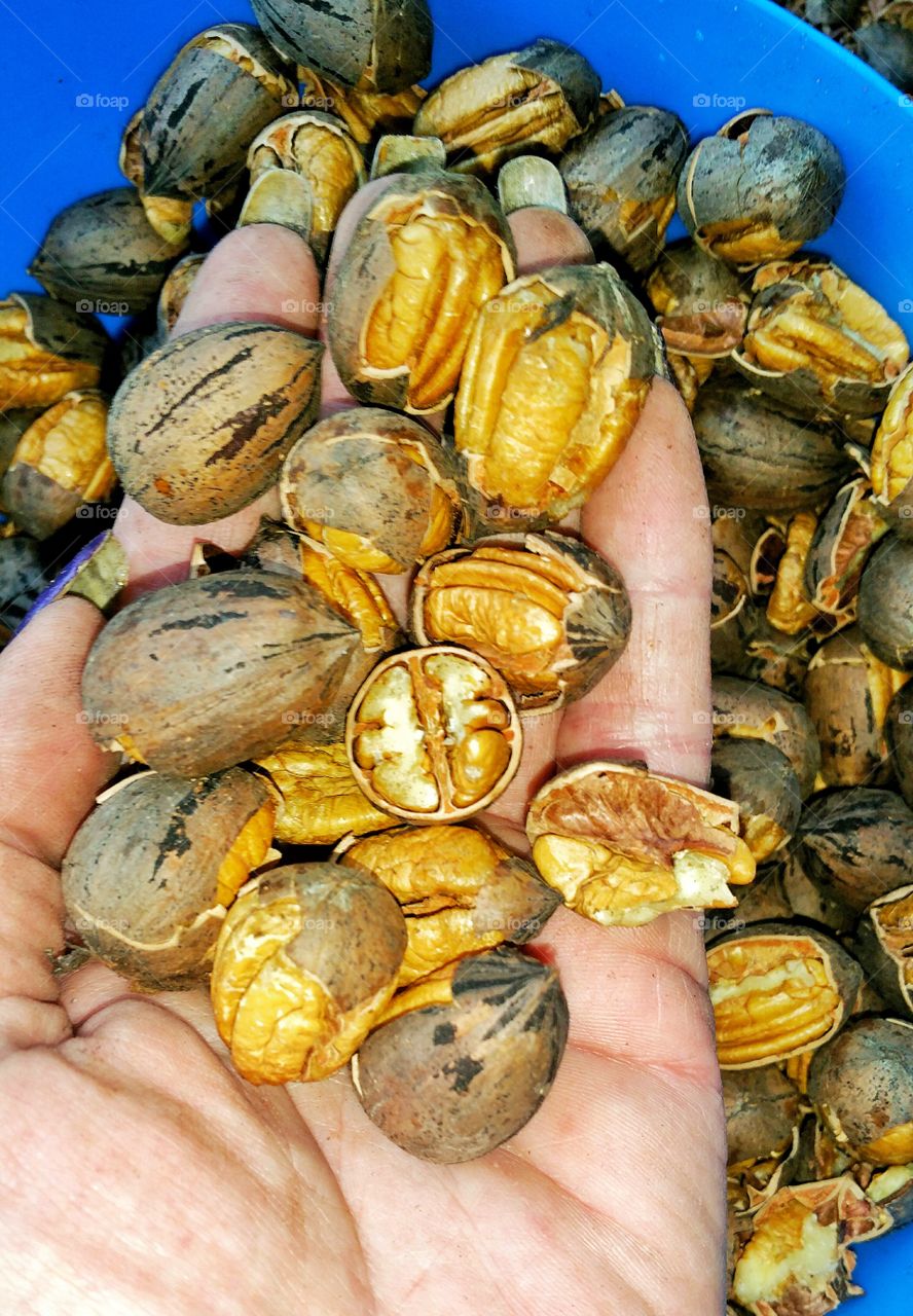 hand holding bunch of pecans nut halves in shell