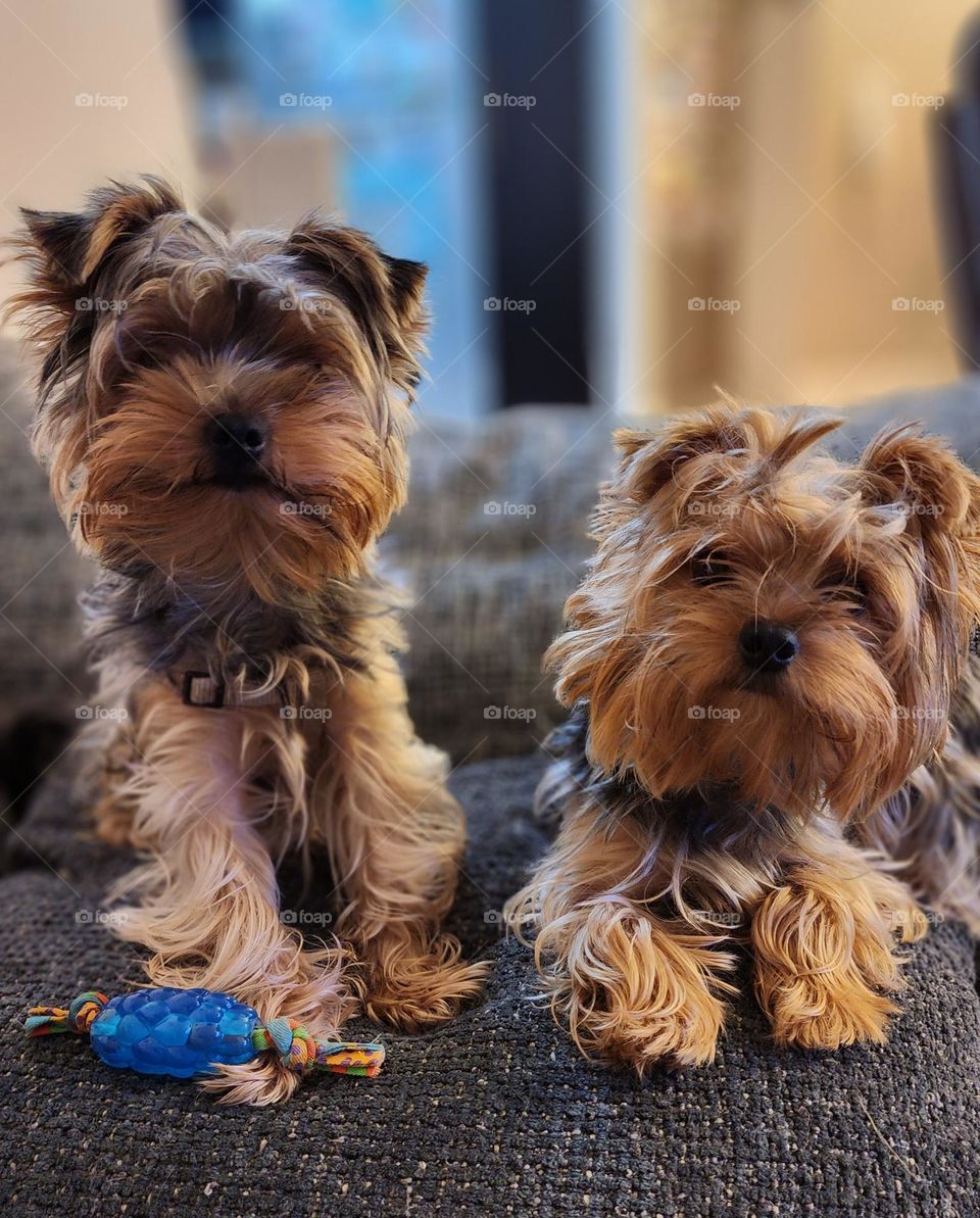 cute Yorkshire terrier puppies