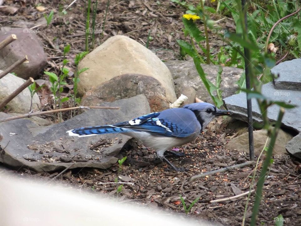 Blue jay