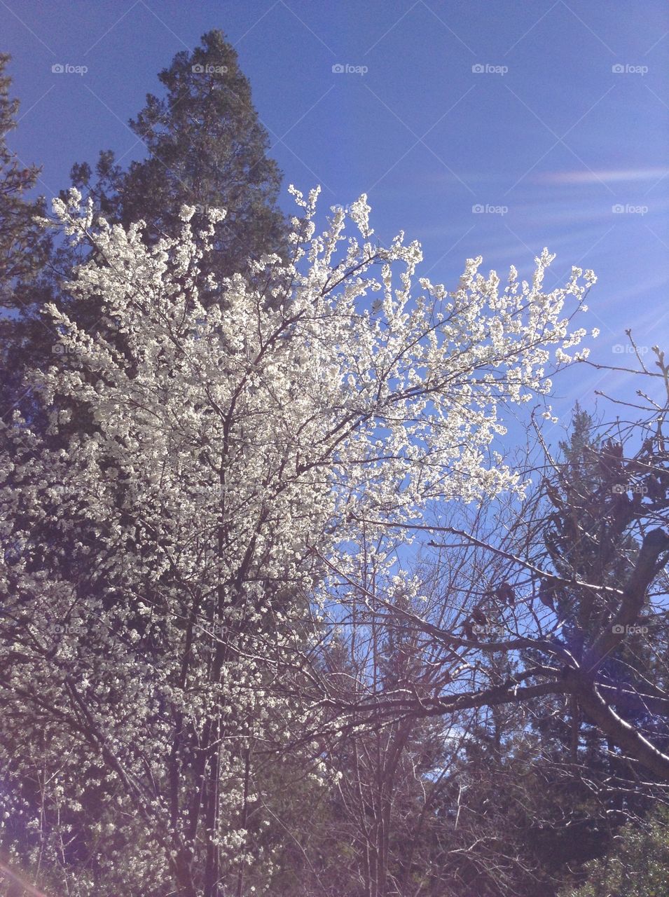 Fresh blossoms 