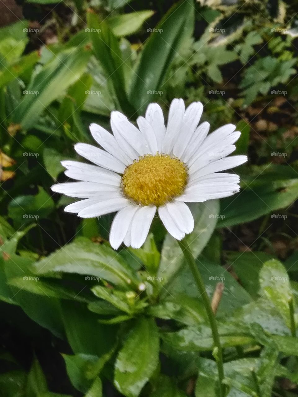 daisy flower white beauty pure summer