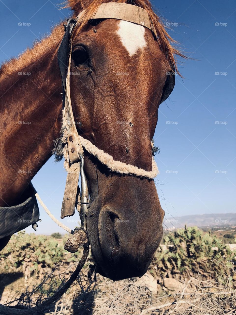 Beautiful horse looking at camera 