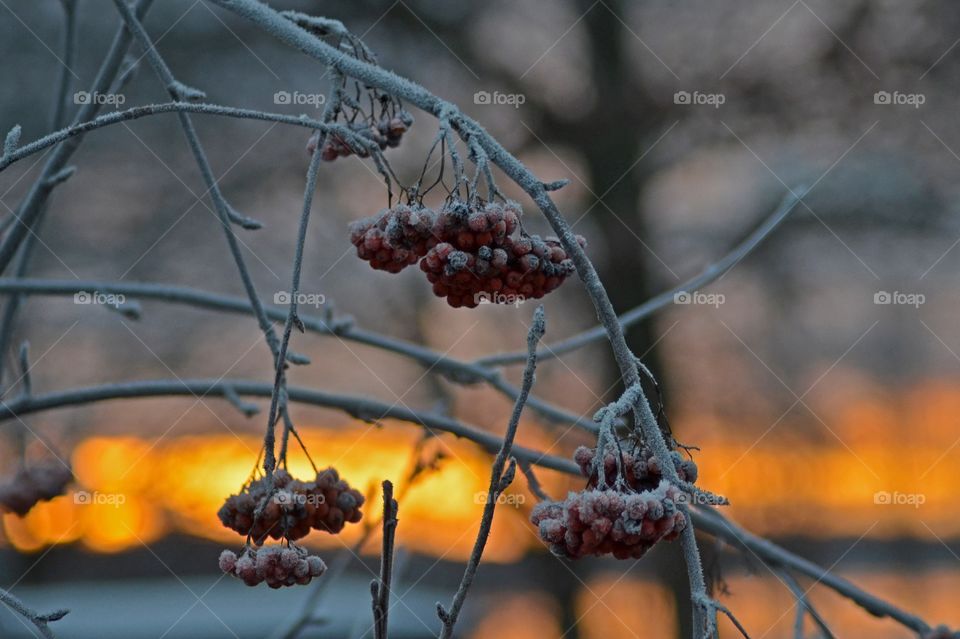 Rowan-berries, rönnbär