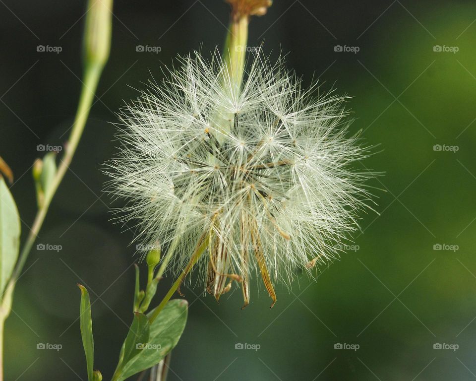dandelion