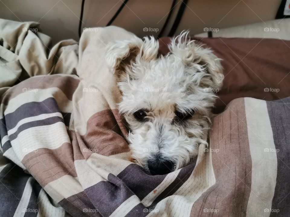 Mr P, a Bichon Frise cross with a Jack Russell Terrier, taking over the bed to have a snooze
