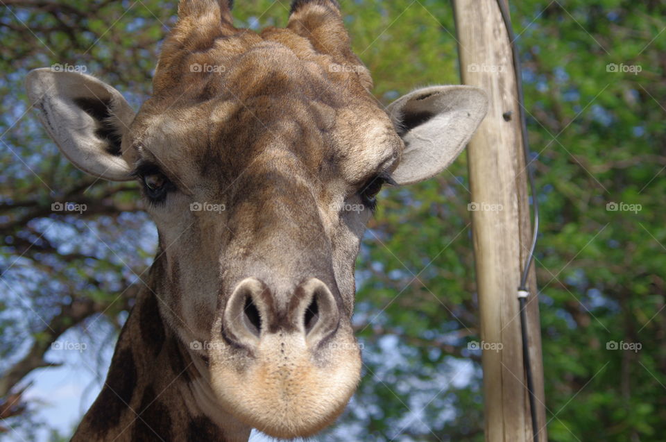 Full frontal portrait of a giraffe in South Africa