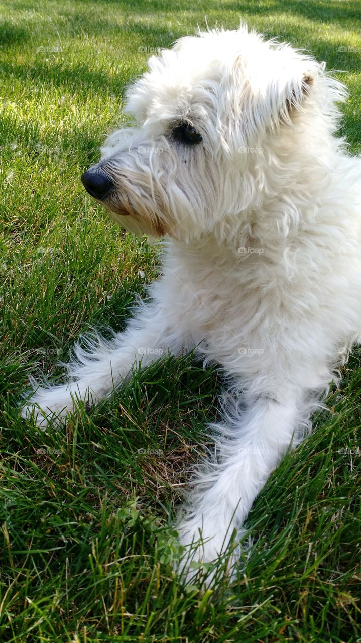 izzy the white pup