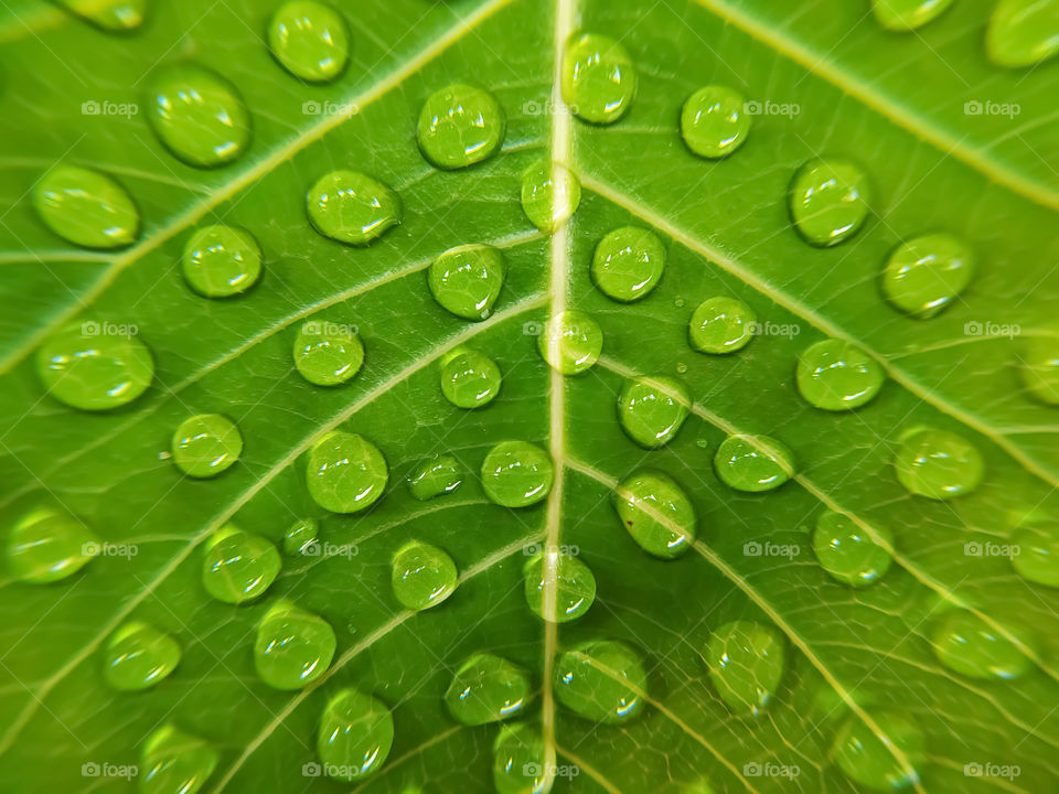 full frame shot of water drops on green bodhi leaves