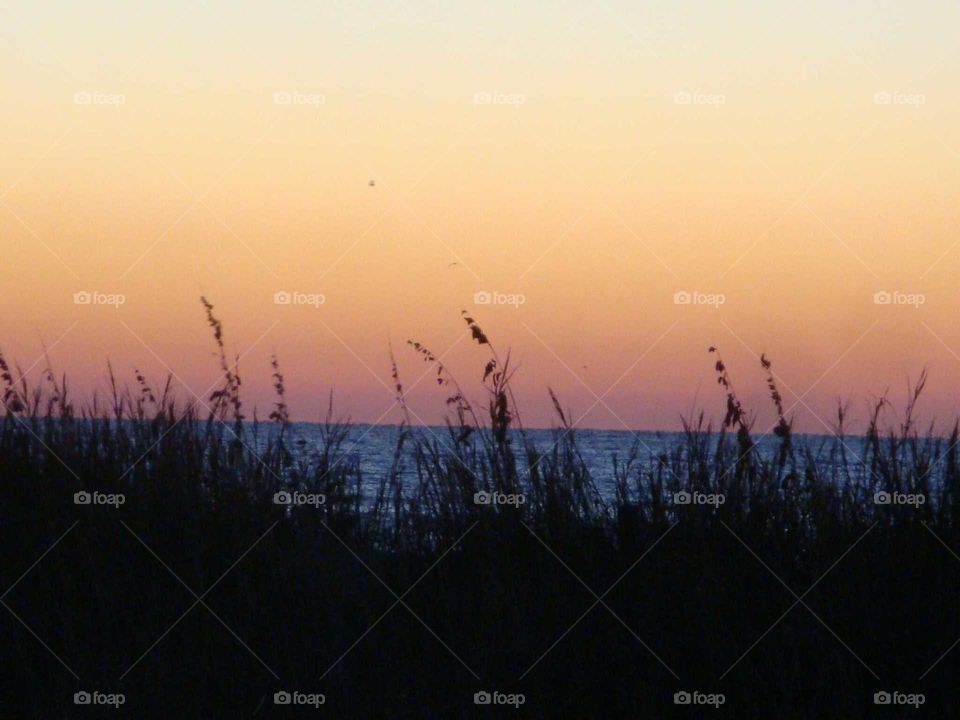 seagrass sunset