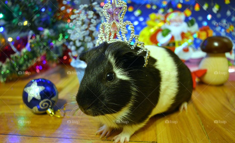 Close-up of guinea pig