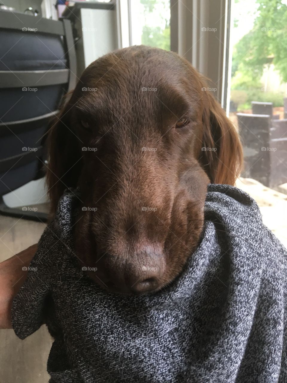 Chocolate flatcoat retriever, gorgeous, silly face. Carrying a cardi in it’s mouth.