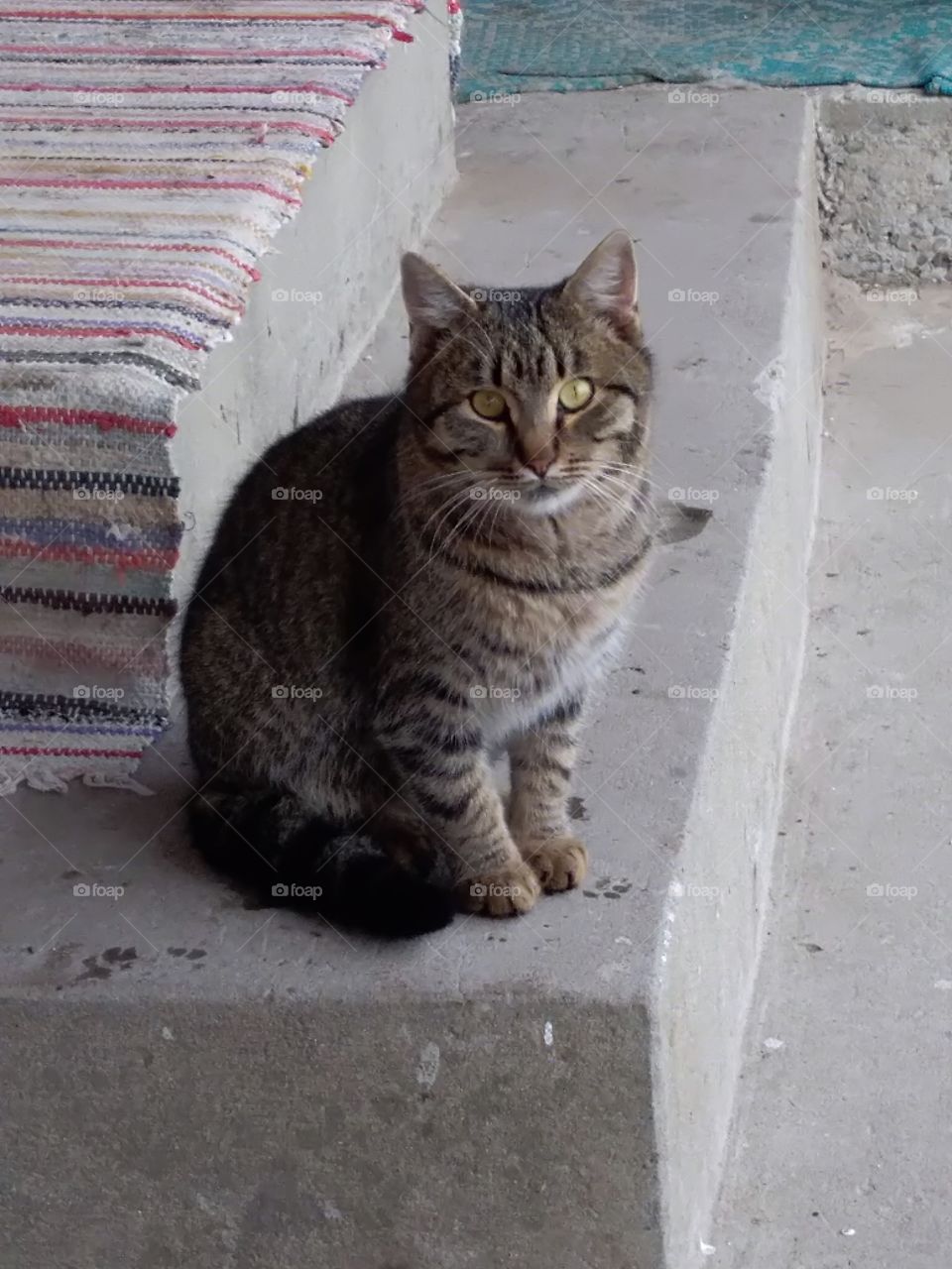domestic cat sitting on stairs