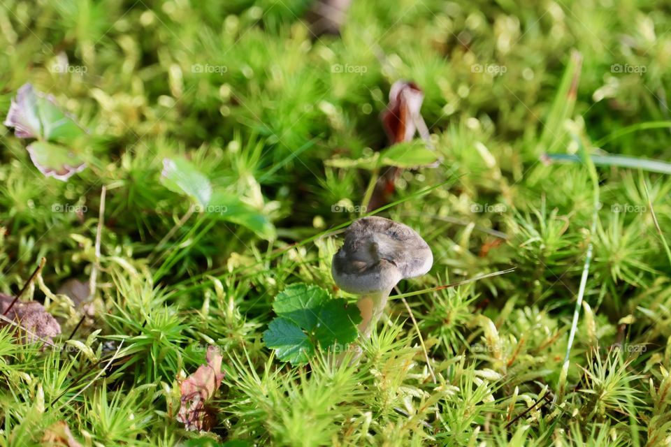 Wild grey mushroom in the moss