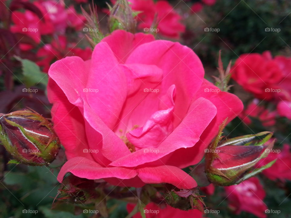 Rose. Beauty of Nature