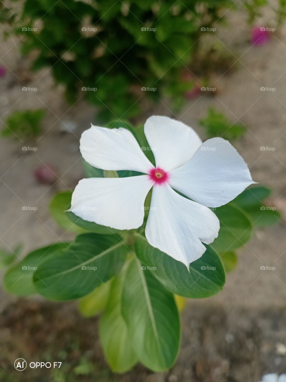 bunga putih yang bersih