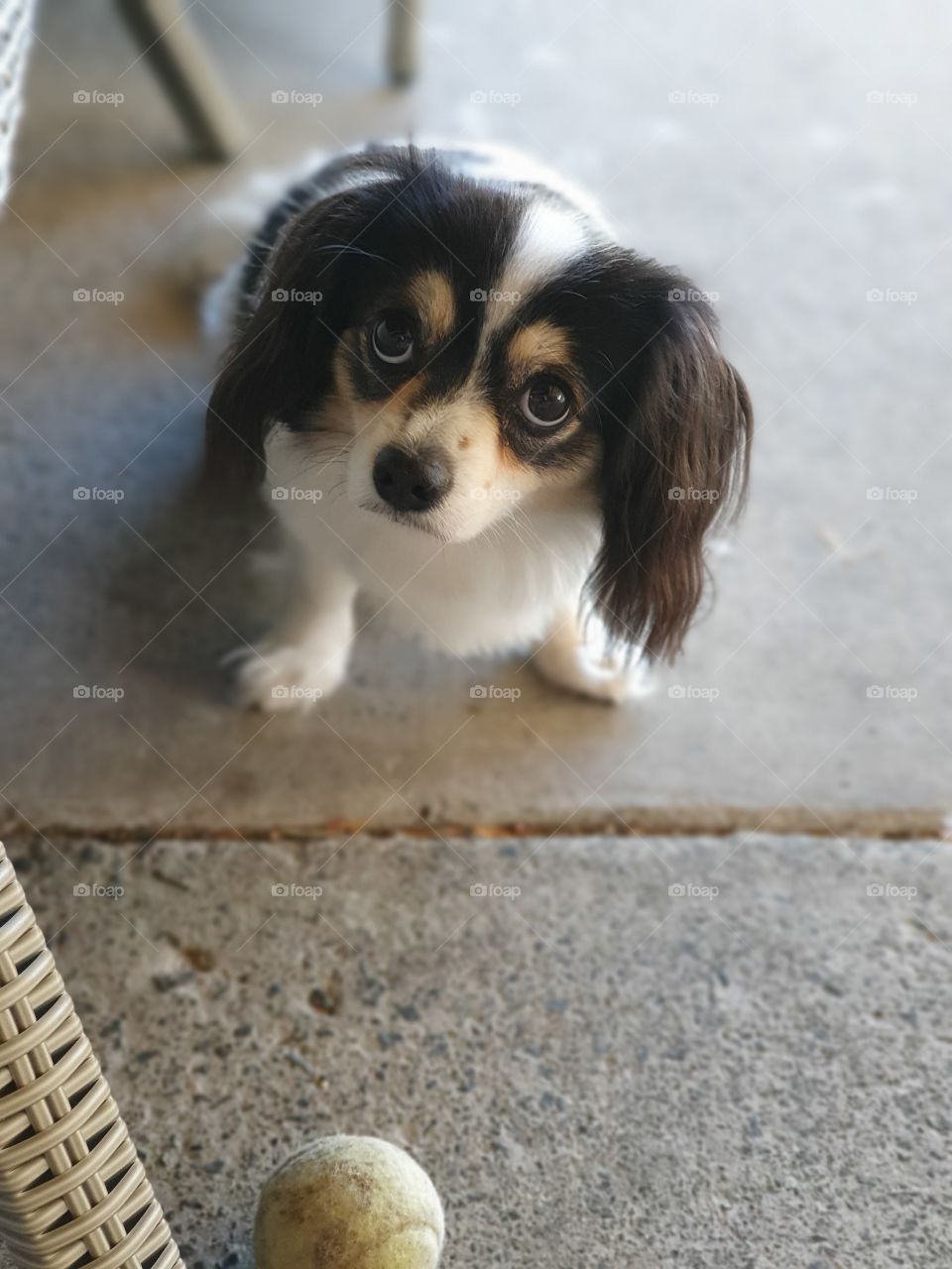 Dog begging for treat