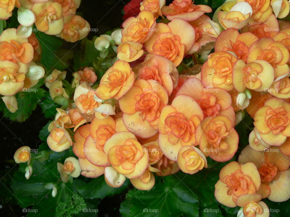 Begonia