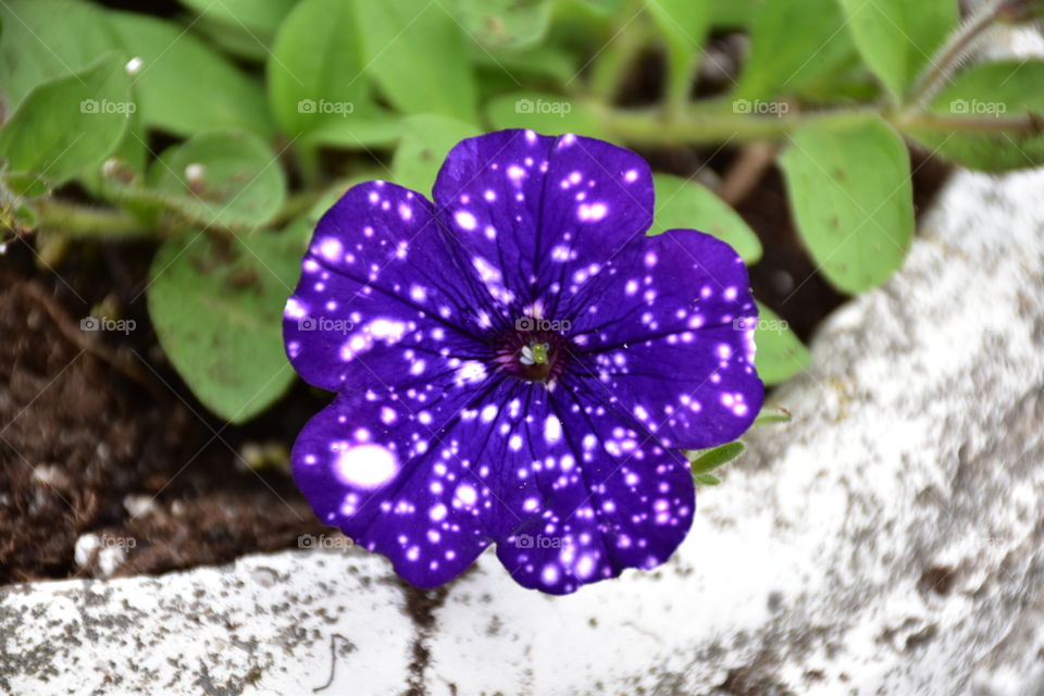 purple polka-dot flower