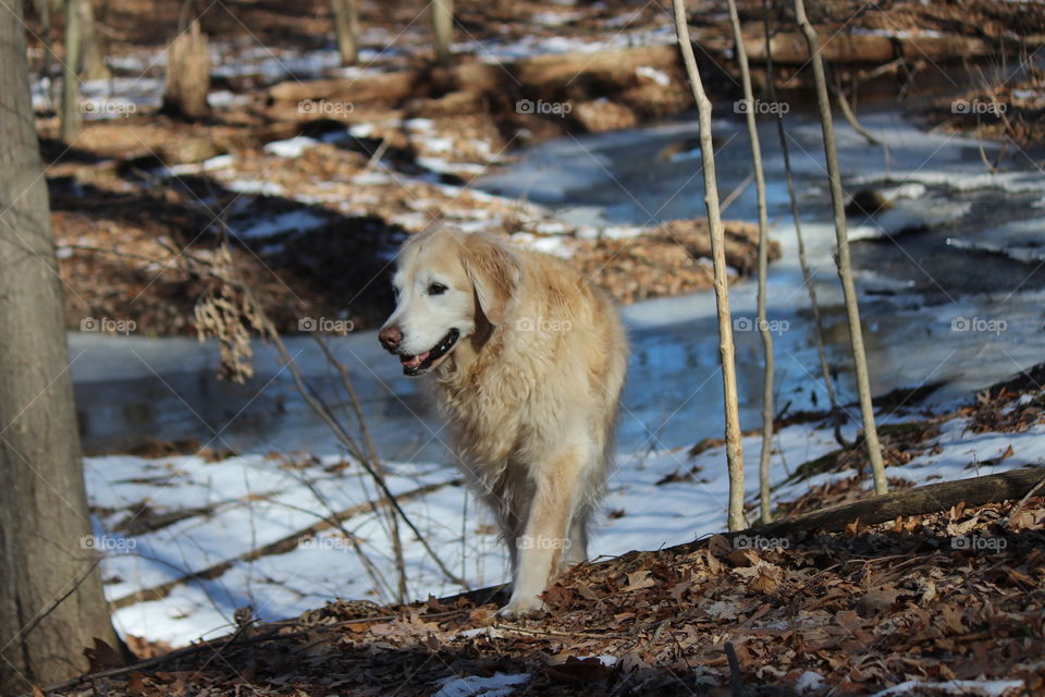 spring is getting closer, snow is melting,  sun is shining and my golden retriever Kaci is happy
