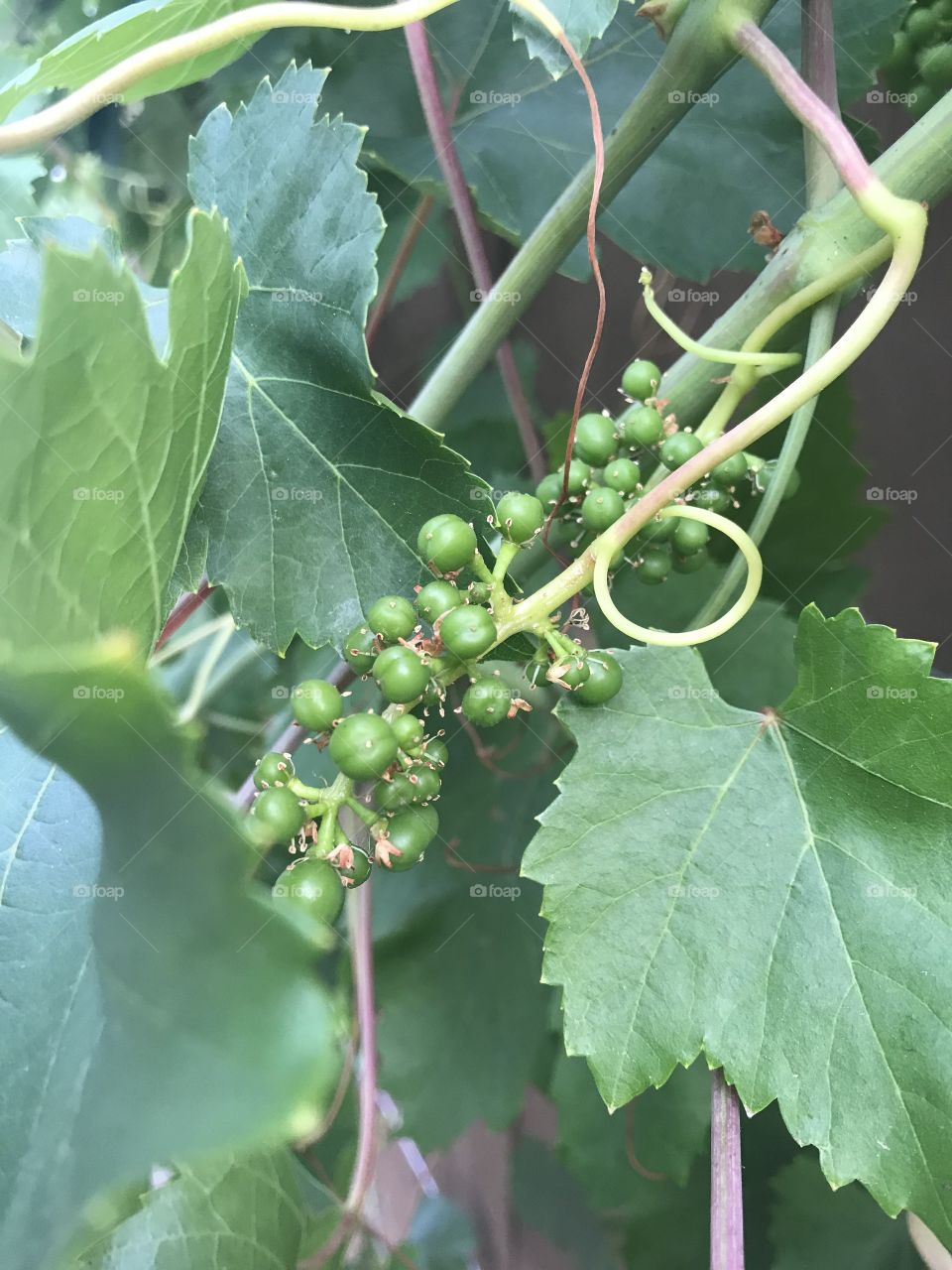 Grapes starting to grow